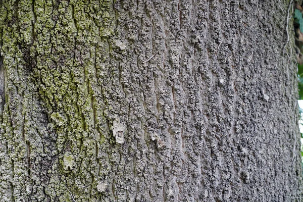 Madera Con Una Fina Estructura Rústica Como Fondo Fotografiada Luz — Foto de Stock