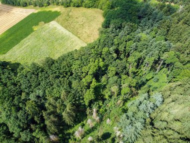 İklim krizi ve orman gerilemesi Almanya ve Bavyera 'daki ormanları çok kötü vurdu ve 2021' de fotoğraflandı.