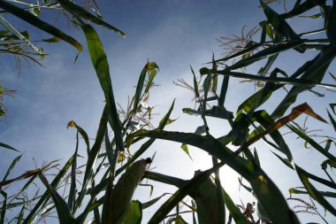 İklim krizi ve orman gerilemesi Almanya ve Bavyera 'daki ormanları çok kötü vurdu ve 2021' de fotoğraflandı.