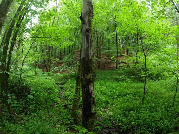 Crise Climatique Dépérissement Des Forêts Ont Frappé Très Durement Les — Photo