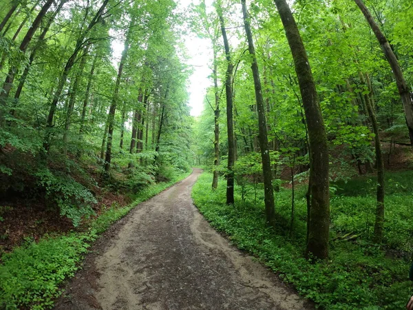 Crisis Climática Muerte Los Bosques Golpearon Duramente Los Bosques Alemania — Foto de Stock