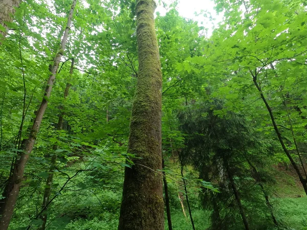 Klímaválság Erdők Pusztulása Nagyon Keményen Sújtotta Németországi Bajorországi Erdőket Amelyeket — Stock Fotó
