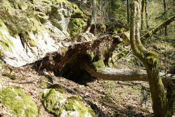 Κλιματική Κρίση Και Dieback Δάσος Έπληξε Δάση Στη Γερμανία Και — Φωτογραφία Αρχείου