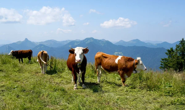 Glückliche Kühe Auf Einer Hochalm Tegernsee Sommer Mit Sattem Gras — Stockfoto