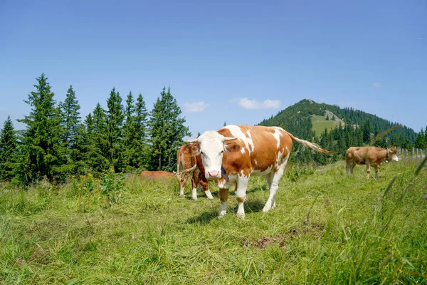 Glückliche Kühe Auf Einer Hochalm Tegernsee Sommer Mit Sattem Gras — Stockfoto