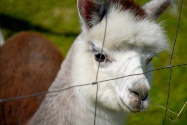 Güzel kürklü Alpaka, genellikle Bavyera 'daki üreme çemberinde çekilen lama ile karıştırılır.                     