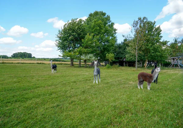 Alpaca Gyönyörű Szőrme Gyakran Összekeverik Láma Fényképezett Egy Bajor Tenyésztő — Stock Fotó