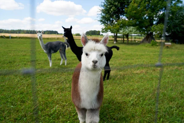 Alpaca Beautiful Fur Often Confused Llama Photographed Bavarian Breeding Enclosure — Stock Photo, Image