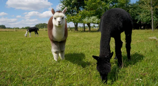 Alpaga Avec Une Belle Fourrure Est Souvent Confondu Avec Lama — Photo