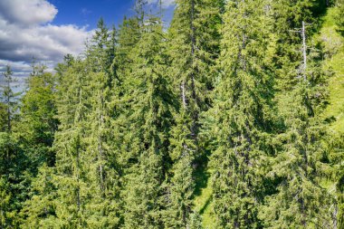 İklim krizi ve orman gerilemesi Almanya ve Bavyera 'daki ormanları çok kötü vurdu ve 2021' de fotoğraflandı.