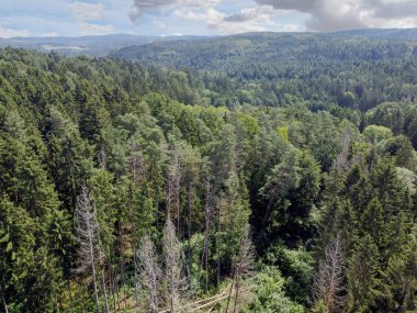 İklim krizi ve orman gerilemesi Almanya ve Bavyera 'daki ormanları çok kötü vurdu ve 2021' de fotoğraflandı.