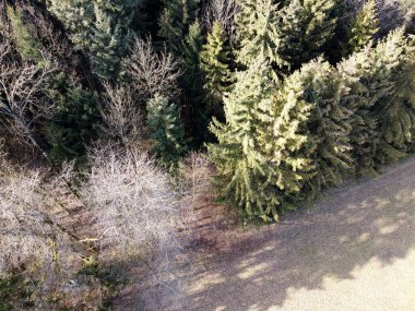 İklim krizi ve orman gerilemesi Almanya ve Bavyera 'daki ormanları çok kötü vurdu ve 2021' de fotoğraflandı.