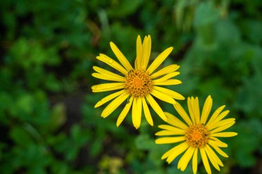 Tarlada açan ayçiçekleri gün ışığında fotoğraflandı.