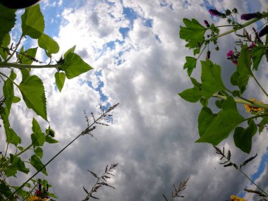 Tarlada açan ayçiçekleri gün ışığında fotoğraflandı.