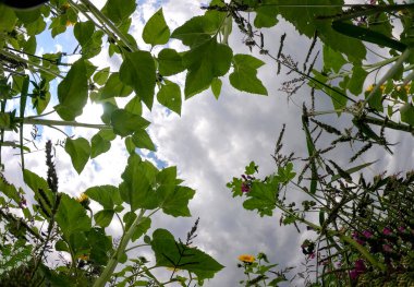 Tarlada açan ayçiçekleri gün ışığında fotoğraflandı.