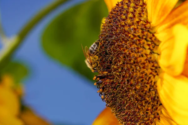 Sunflowers Bloom Field Photographed Daylight — Stock Photo, Image