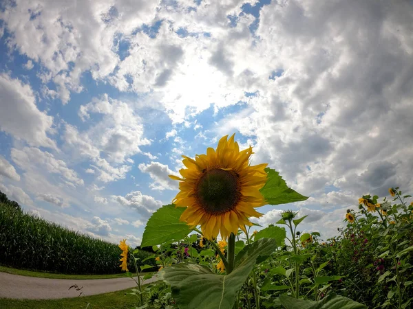 在田野里盛开的向日葵在日光下拍照 — 图库照片