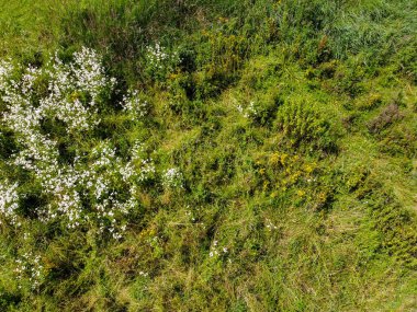 Baharda Bavyera 'da ekilen tahıllı bir tarım arazisinin havadan görünüşü