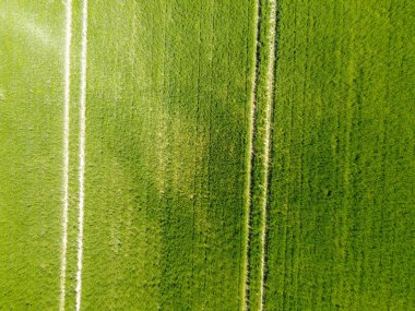 Baharda Bavyera 'da ekilen tahıllı bir tarım arazisinin havadan görünüşü