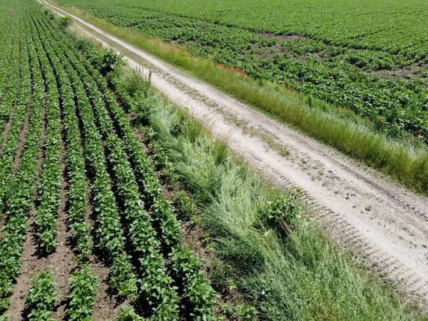 Vista Aérea Campo Agrícola Com Grãos Plantados Primavera Baviera — Fotografia de Stock