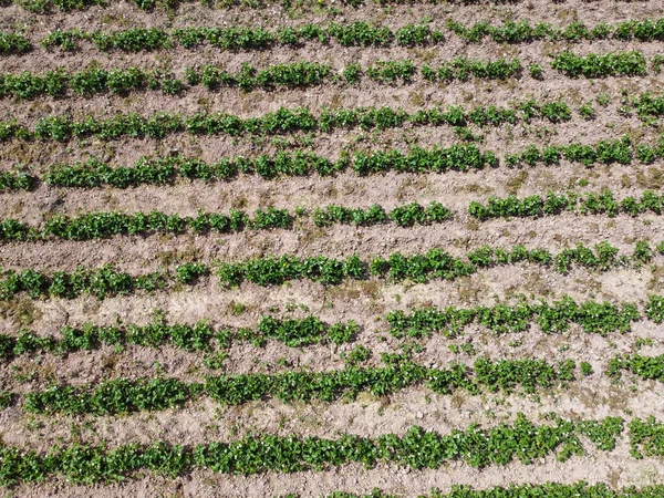 Aerial View Agricultural Field Grain Planted Spring Bavaria — Stock Photo, Image