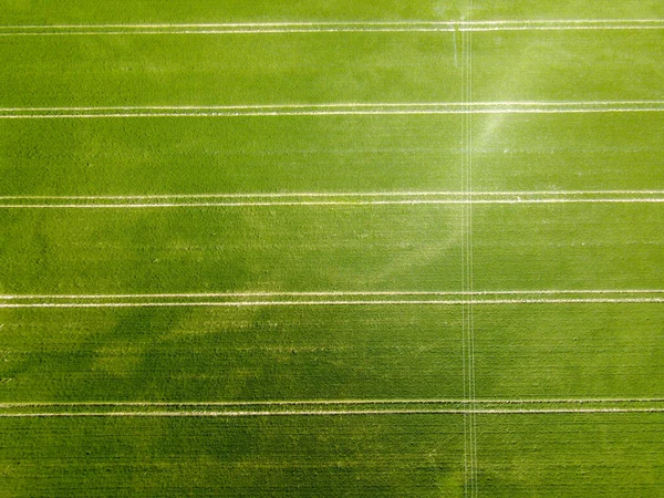 Flygfoto Ett Jordbruksfält Med Spannmål Planterad Våren Bayern — Stockfoto