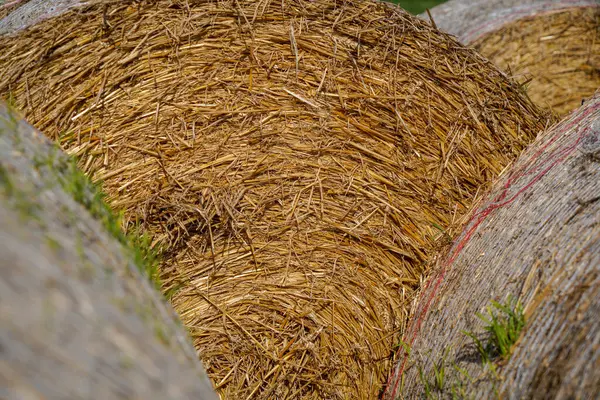 德国秋天拍摄的照片中 草堆在田里作为奶牛的饲料 — 图库照片