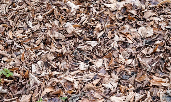 Naturligt Trä Med Fin Struktur Fotograferat Utomhus Dagsljus — Stockfoto