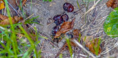 Dünya eşekarıları, kağıt eşekarılarının aksine, sonbaharda bir şimşekle çekilen, toprakta yaşarlar.