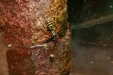 Dünya eşekarıları, kağıt eşekarılarının aksine, sonbaharda bir şimşekle çekilen, toprakta yaşarlar.