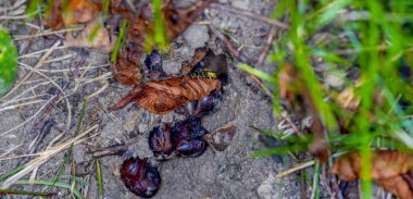Dünya eşekarıları, kağıt eşekarılarının aksine, sonbaharda bir şimşekle çekilen, toprakta yaşarlar.