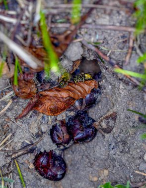 Dünya eşekarıları, kağıt eşekarılarının aksine, sonbaharda bir şimşekle çekilen, toprakta yaşarlar.