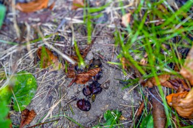 Dünya eşekarıları, kağıt eşekarılarının aksine, sonbaharda bir şimşekle çekilen, toprakta yaşarlar.