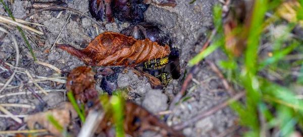 말벌은 땅에서 가을에 플래시와 사진을 찍는다 — 스톡 사진