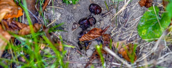 말벌은 땅에서 가을에 플래시와 사진을 찍는다 — 스톡 사진