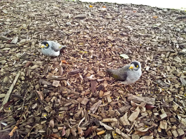 Os pássaros estão de pé em lascas de madeira — Fotografia de Stock