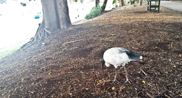 Seekor burung makan keripik kayu — Stok Foto