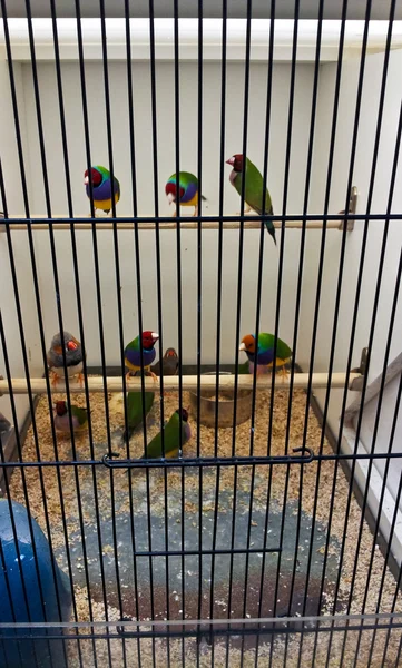 De nombreux oiseaux dans une cage — Photo