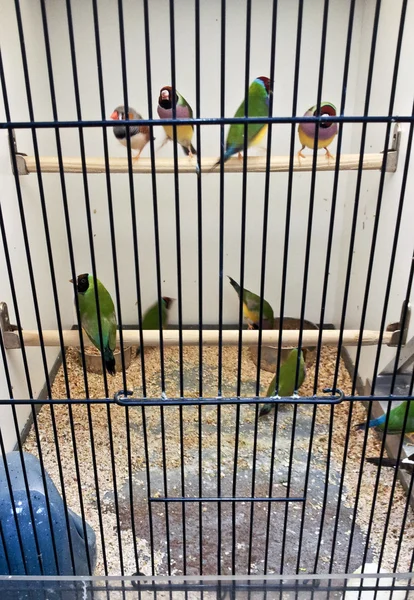 Muchas aves en una jaula — Foto de Stock