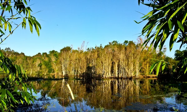 Uma floresta com imagem invertida no lago — Fotografia de Stock