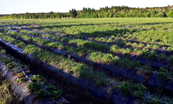 En jordgubbe gård i solljus — Stockfoto