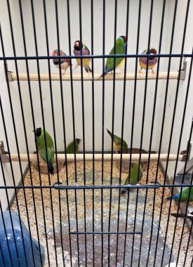Birçok kuş kafeste