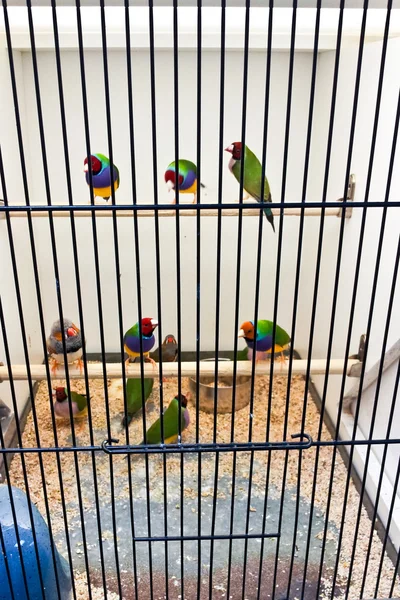 De nombreux oiseaux dans une cage — Photo