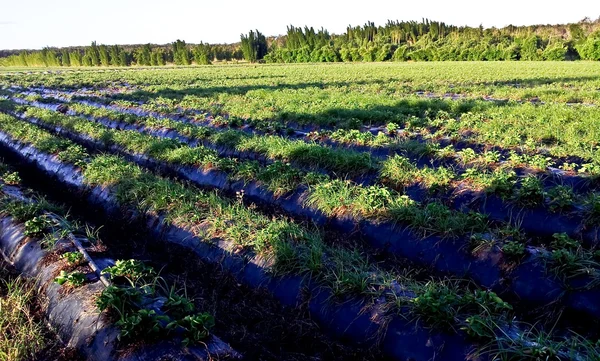 En jordbærfarm under solskinn – stockfoto