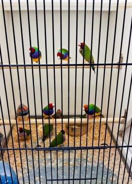 Birçok kuş kafeste