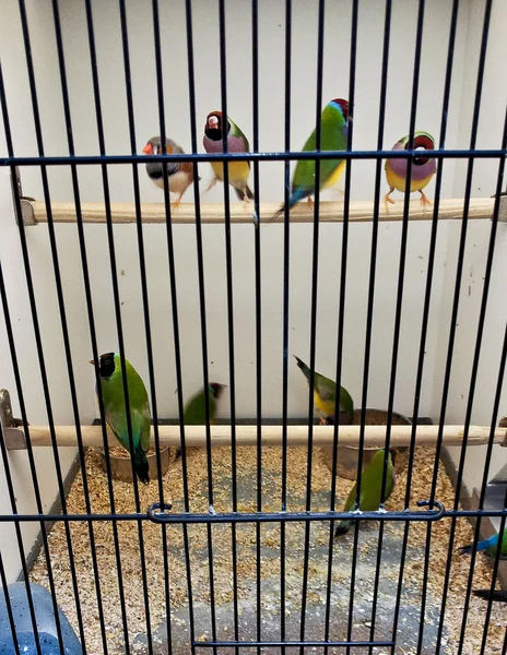 Muitos pássaros em uma jaula — Fotografia de Stock