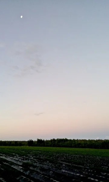 Granja de fresas con cielo y luna —  Fotos de Stock