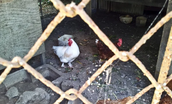 Bir kafes içinde birçok tavuklar — Stok fotoğraf