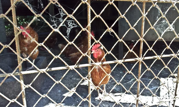 许多母鸡在笼子里 — 图库照片