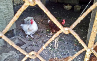 Bir kafes içinde birçok tavuklar